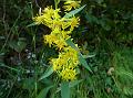 Himalayan Goldenrod